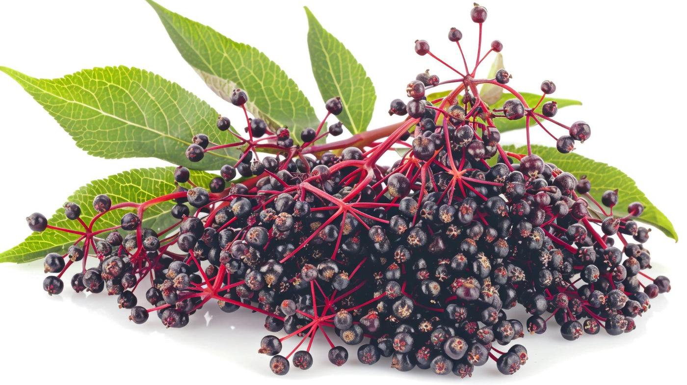 TFA Elderberry