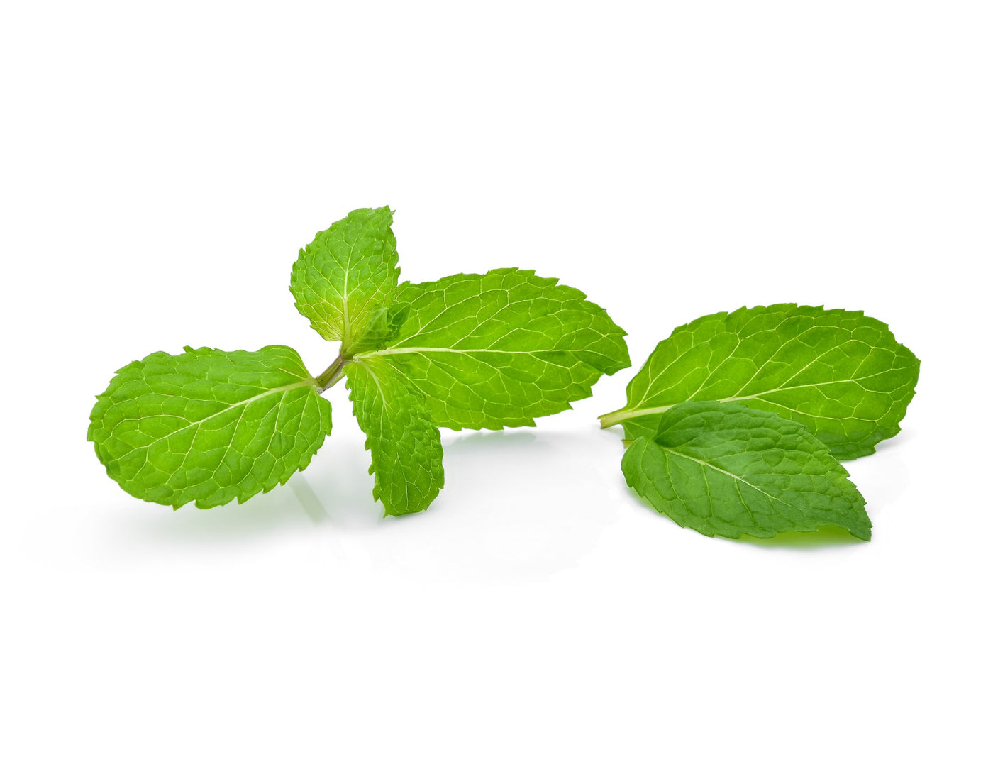 Capella Mint
