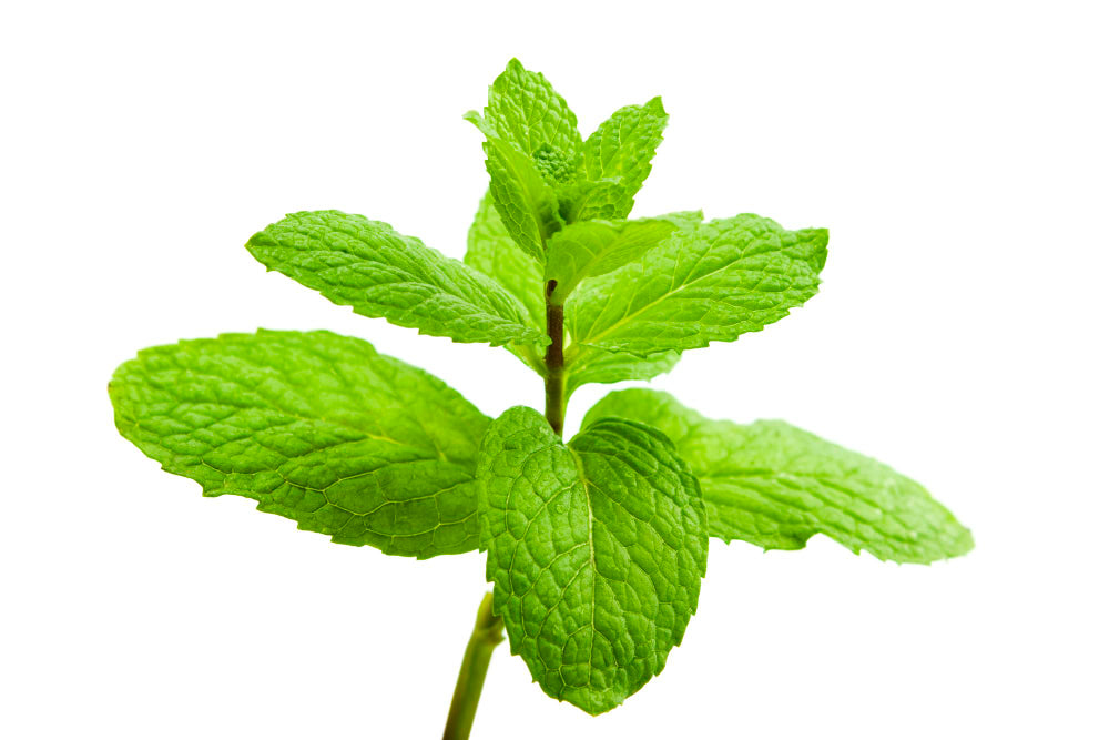 FLV Garden Mint