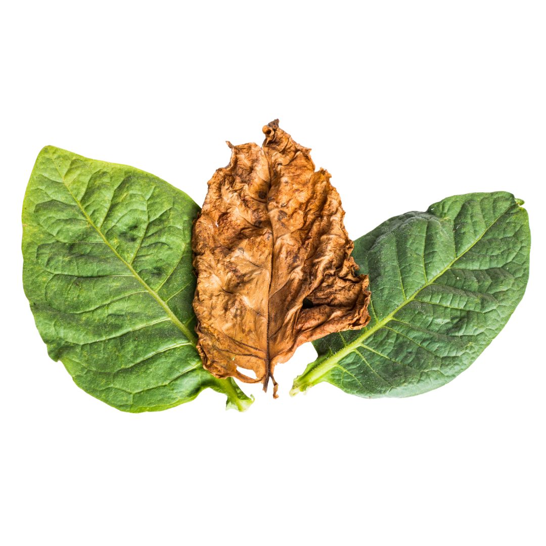 FLV Ligero Leaf