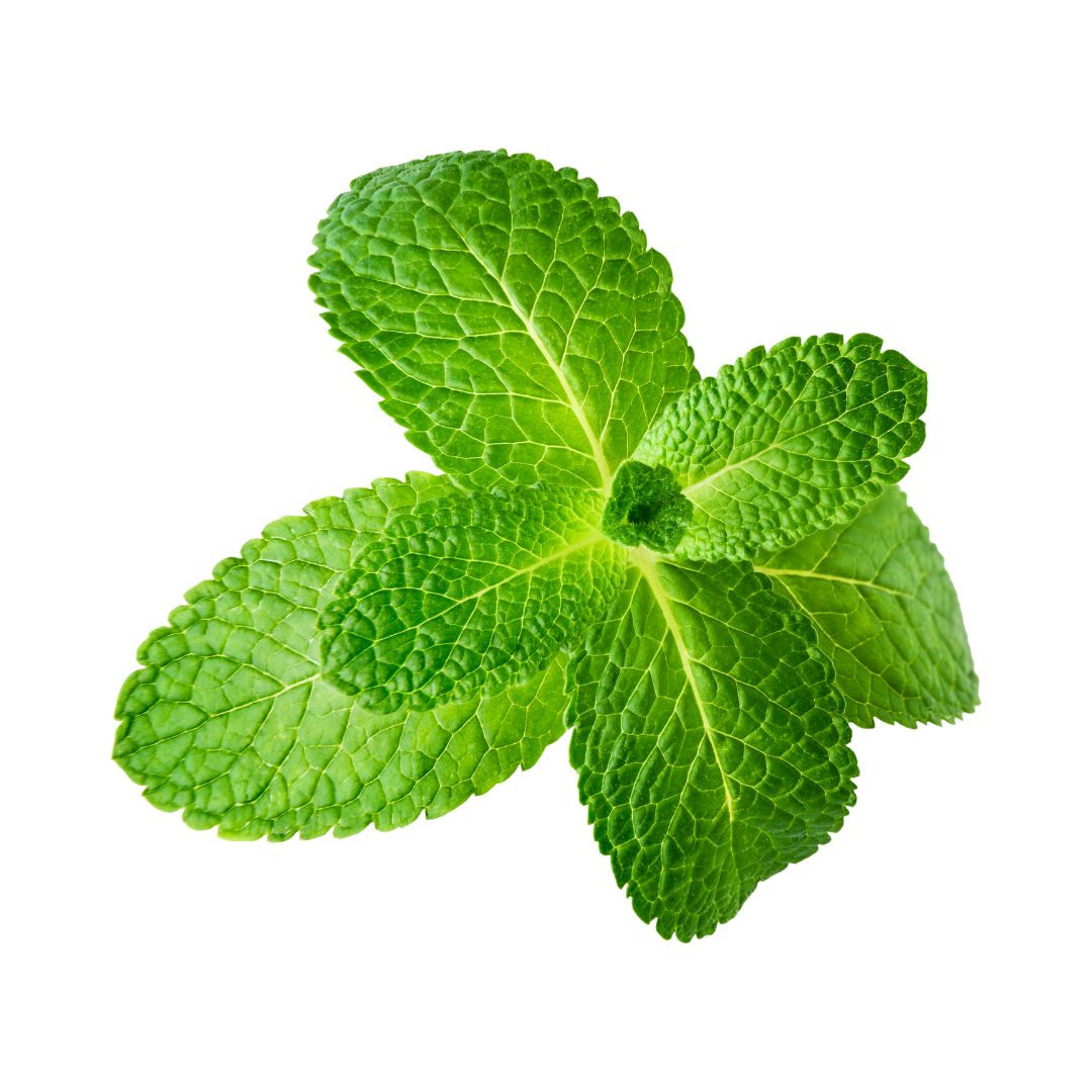 FLV Natural Mint