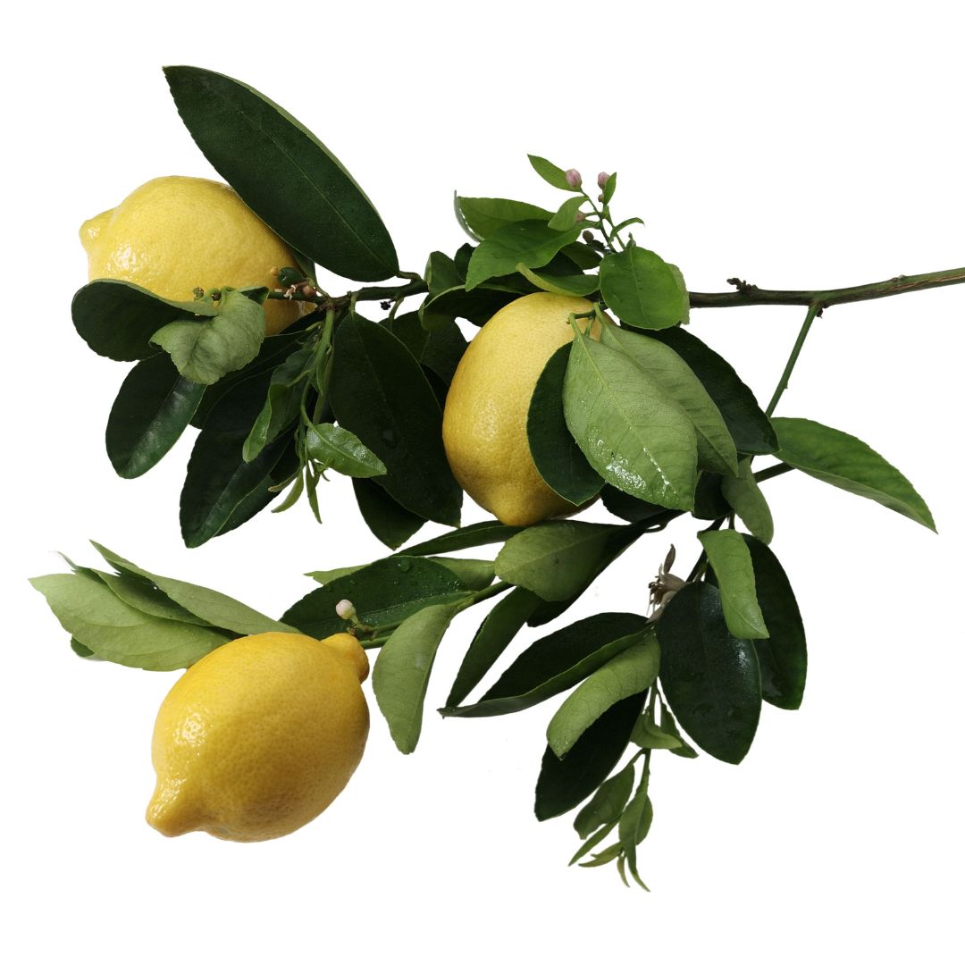 Capella XS Italian Lemon Sicily