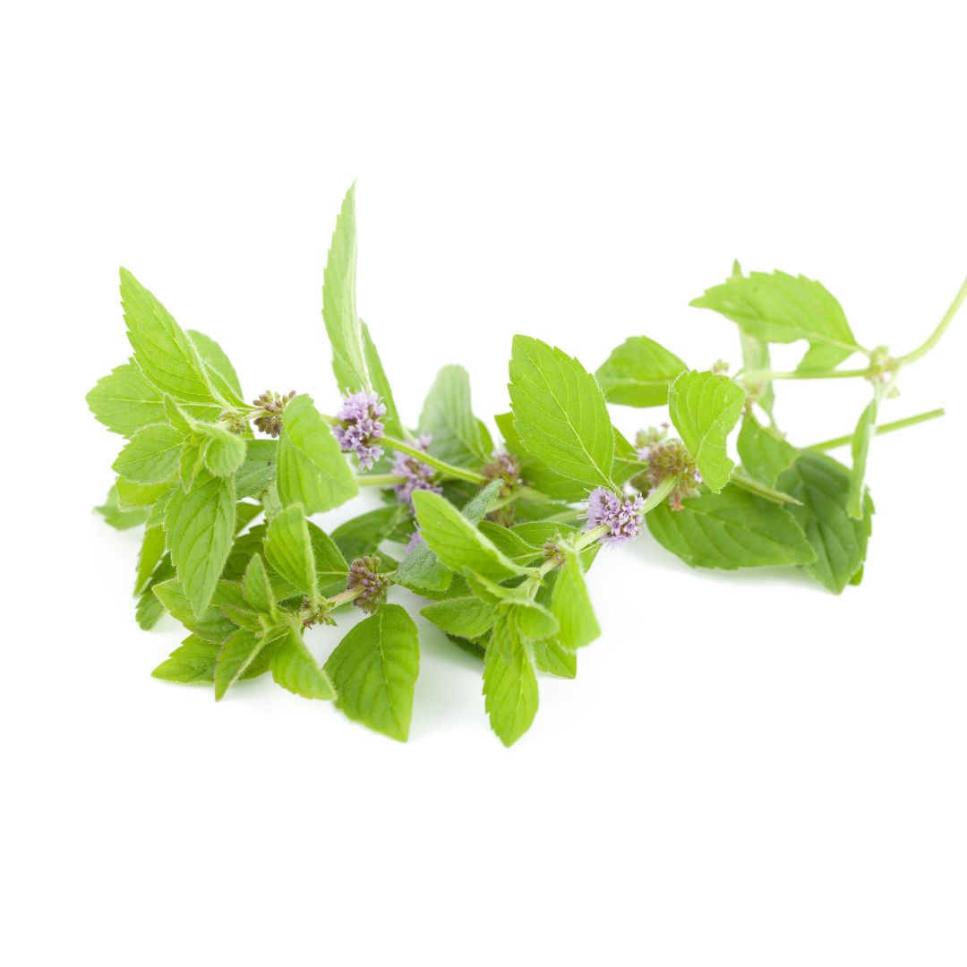 Capella XS Spearmint