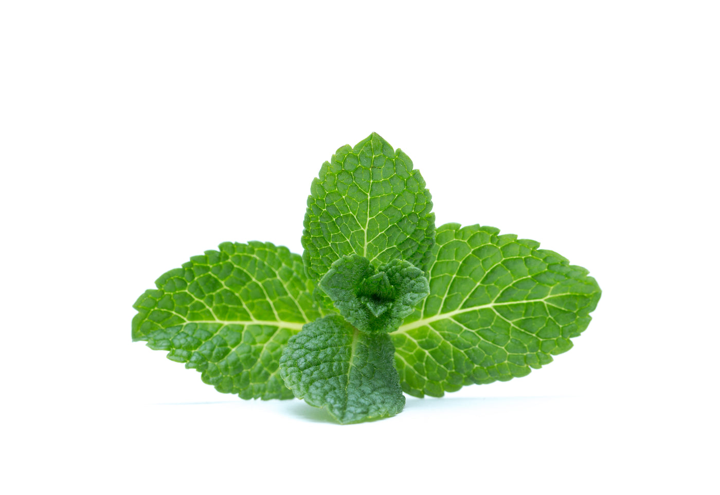 Peppermint Flavouring Concentrate wonder flaovurs