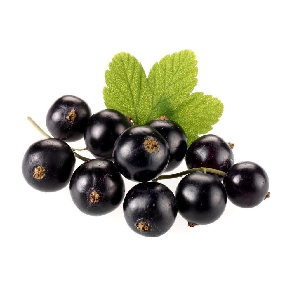 TFA Black Currant-universal flavours